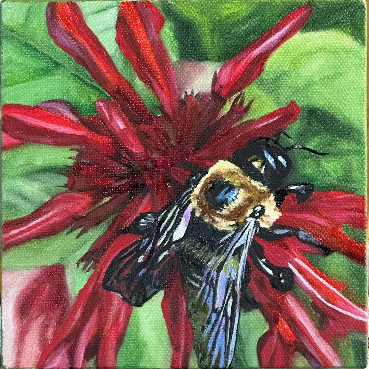 Bumblebee on Monarda by Letitia Uyak, Image 1.