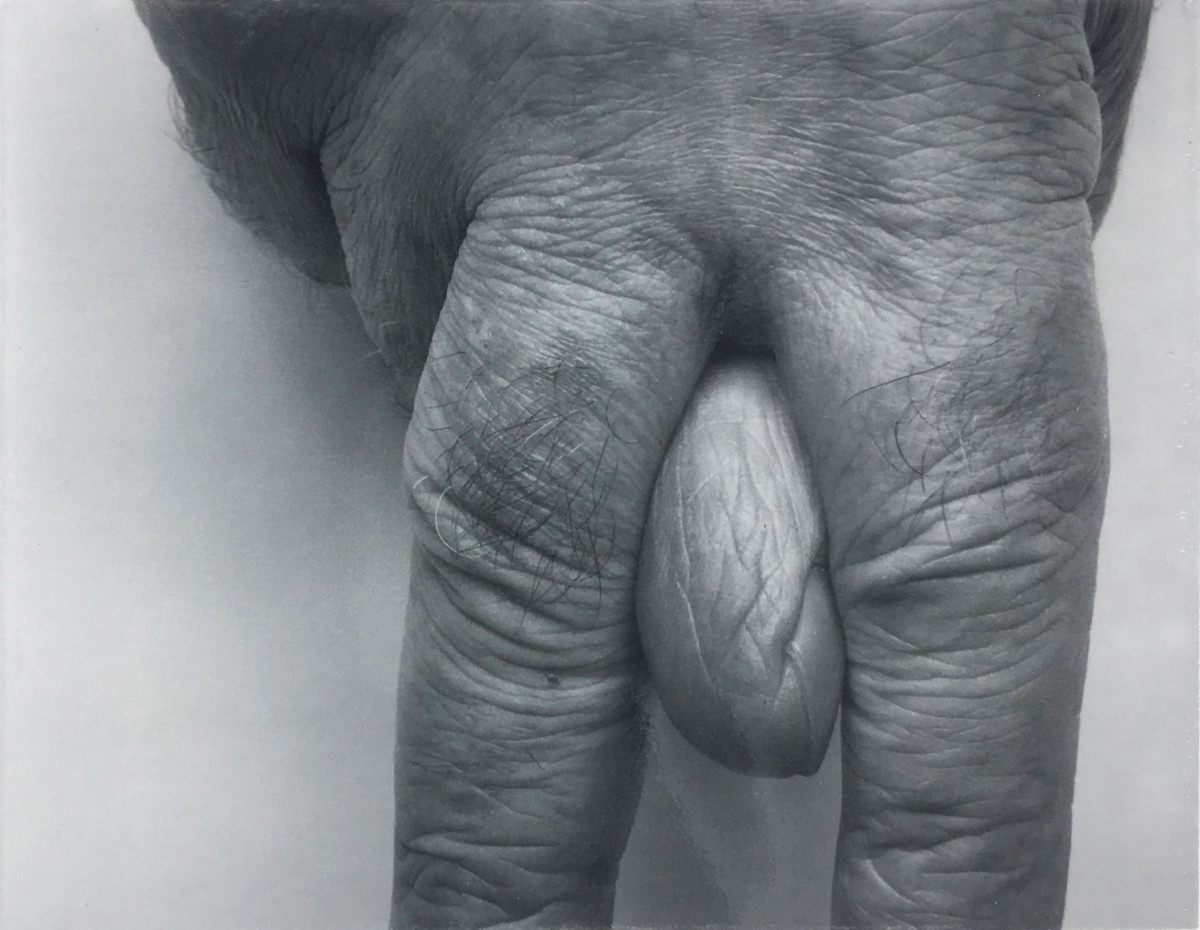 Fingers, Variant, No. 11, 1999 by John Coplans 