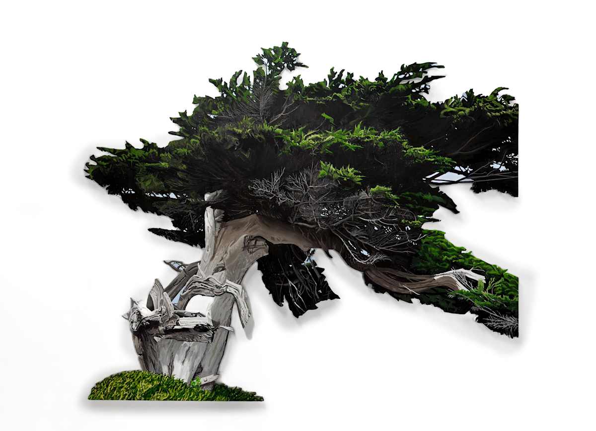 Windswept Cypress, SF by Sam Cady, Image 4.