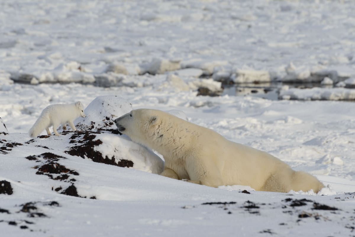 Arctic Fox and Polar Bear, Face-to-Face, Northern Hudson Bay, Canadian Arctic by Stephen Gorman 