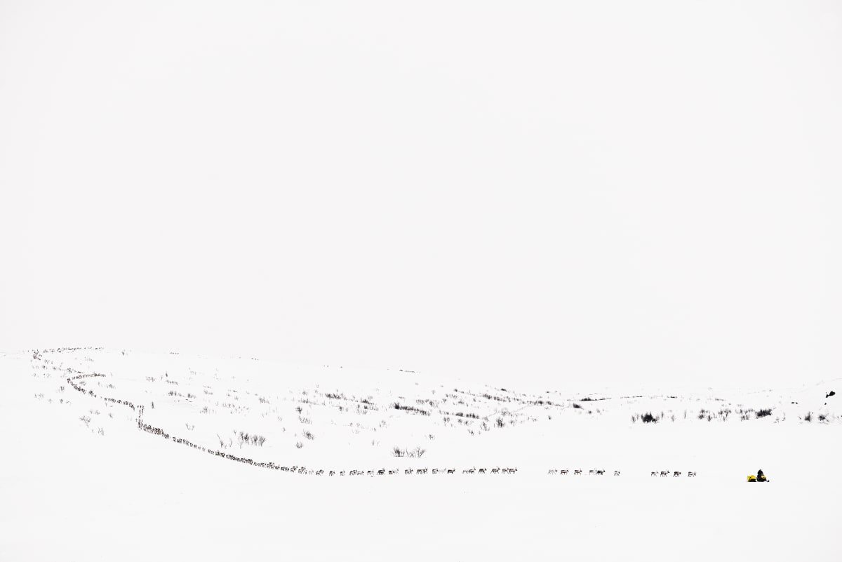 Leading the Herd, Sapmi, Norway by Stephen Gorman 
