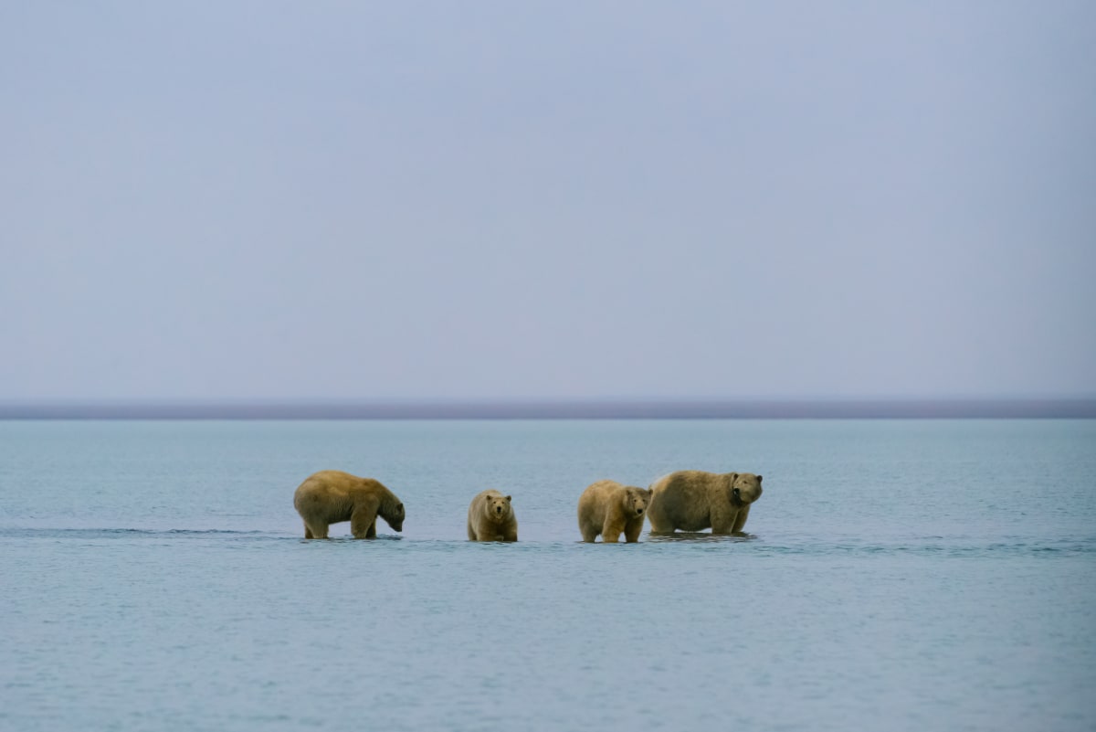 In The Refuge, Arctic National Wildlife Refuge, Alaska by Stephen Gorman 