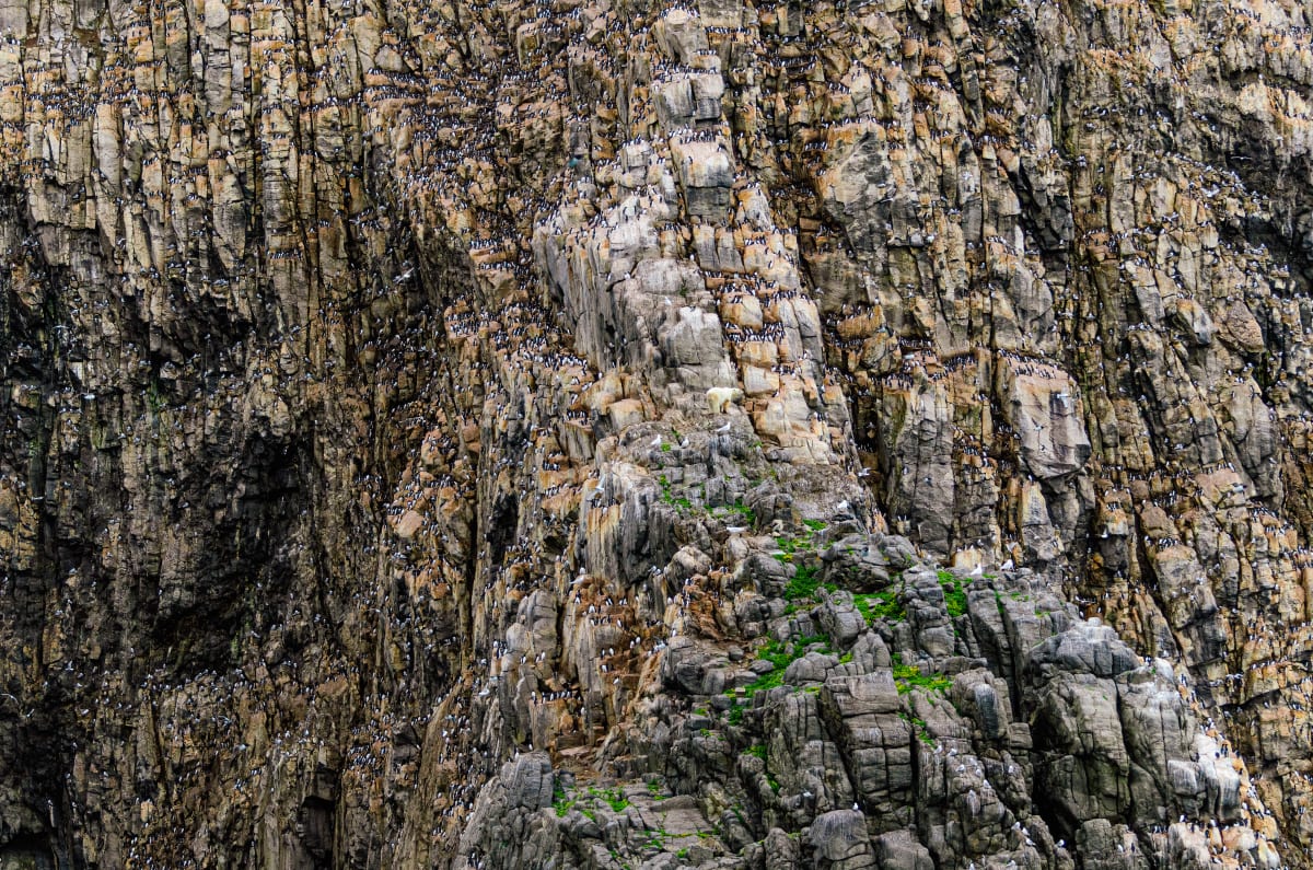 Stranded Polar Bear Summering in Nesting Seabird Colony, Coburg Island, Canadian Arctic by Stephen Gorman 