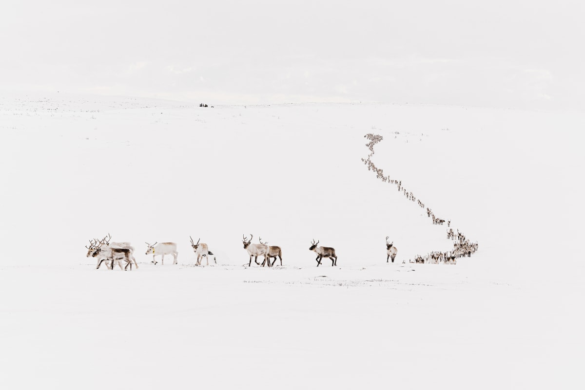 The Migration, Sapmi, Norway by Stephen Gorman 