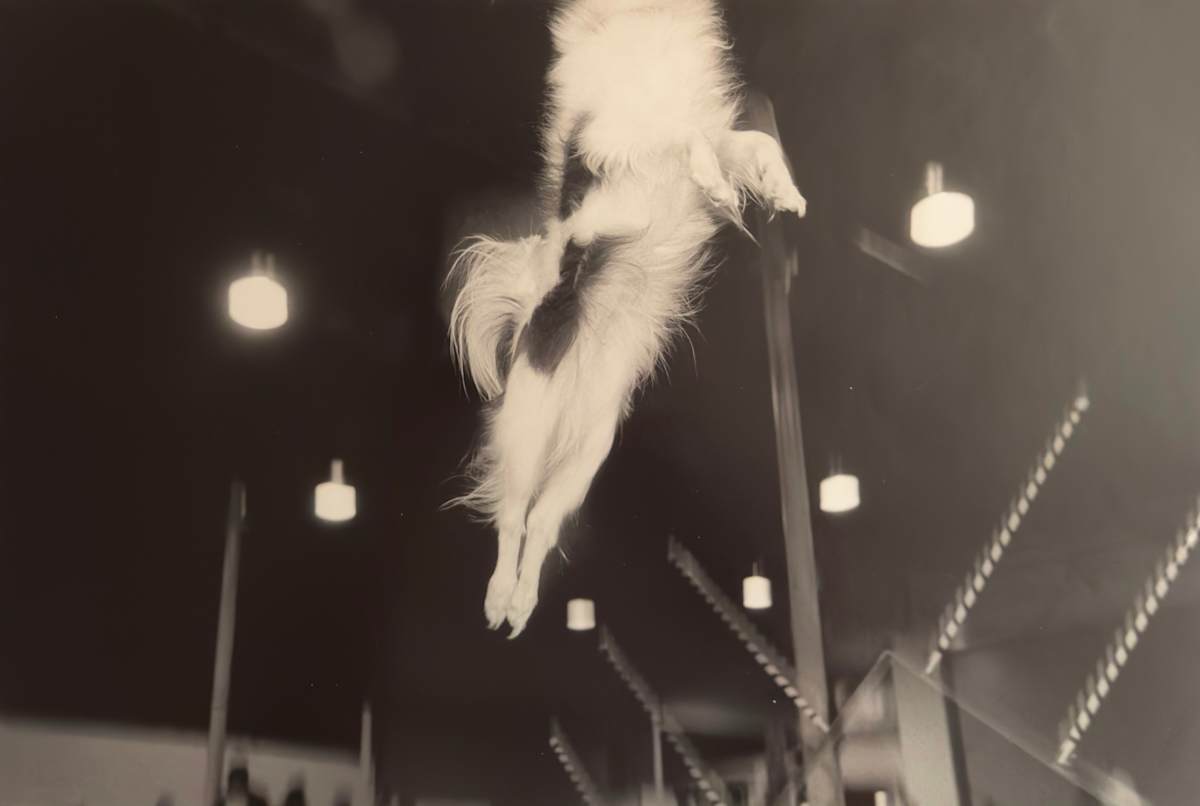 Agility trial, 1993 by Karl Baden, Image 1.