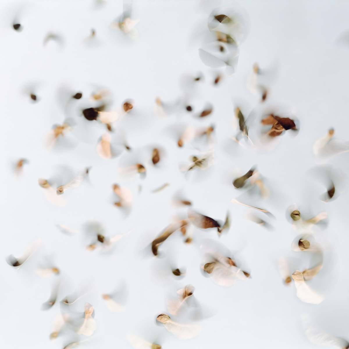 Falling 3 by Neeta Madahar 