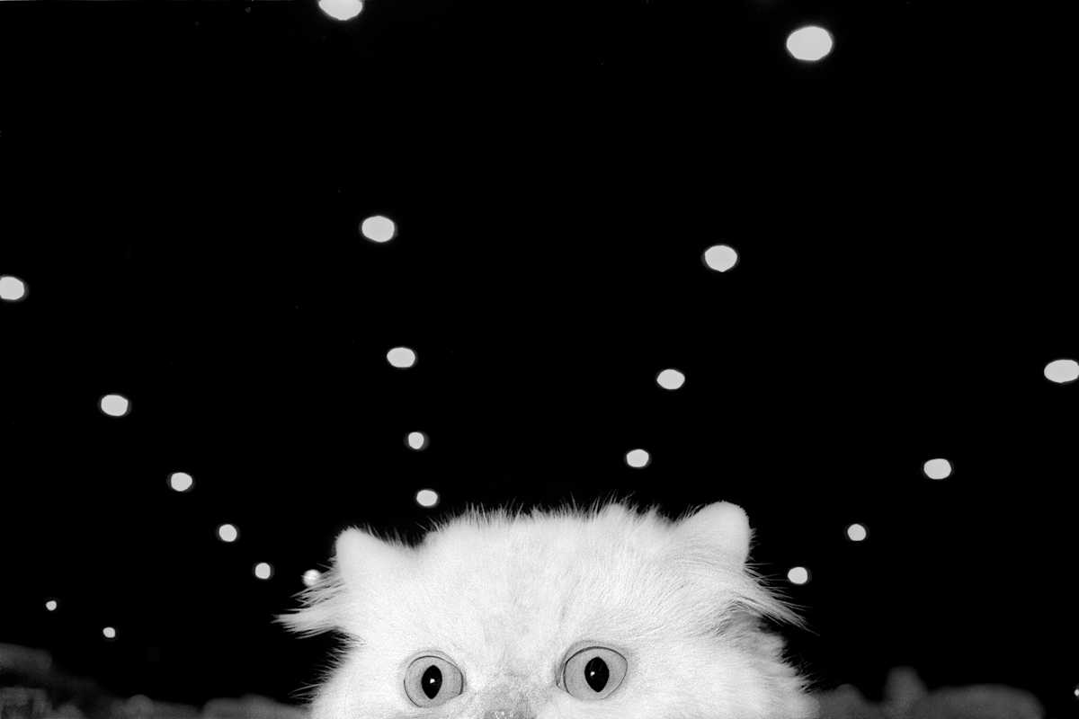 Radar cat, 1993 by Karl Baden 