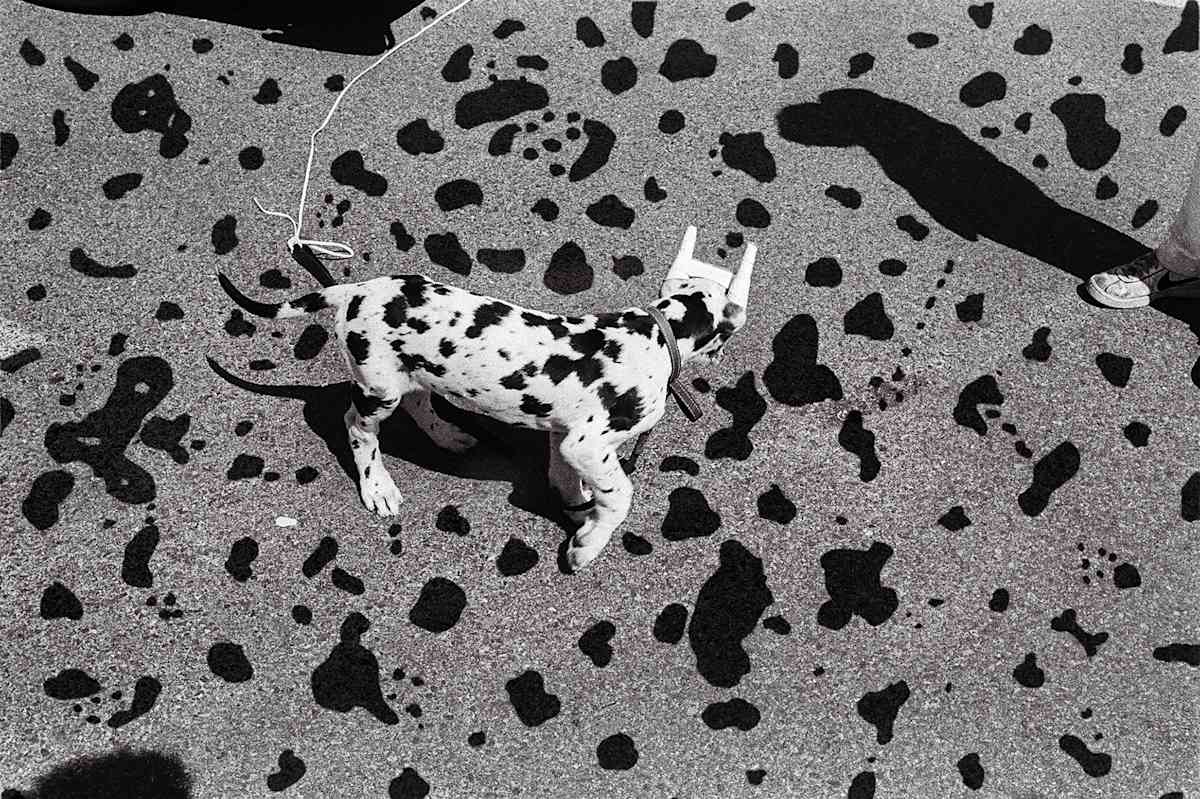 Harlequin Dane Dog, South Shore, MA, 1984 by Karl Baden 