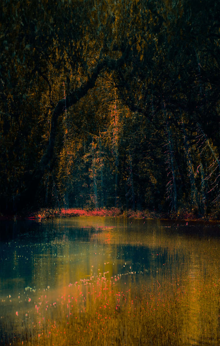Forest Pond #2 by Steve Avey, Image 1.