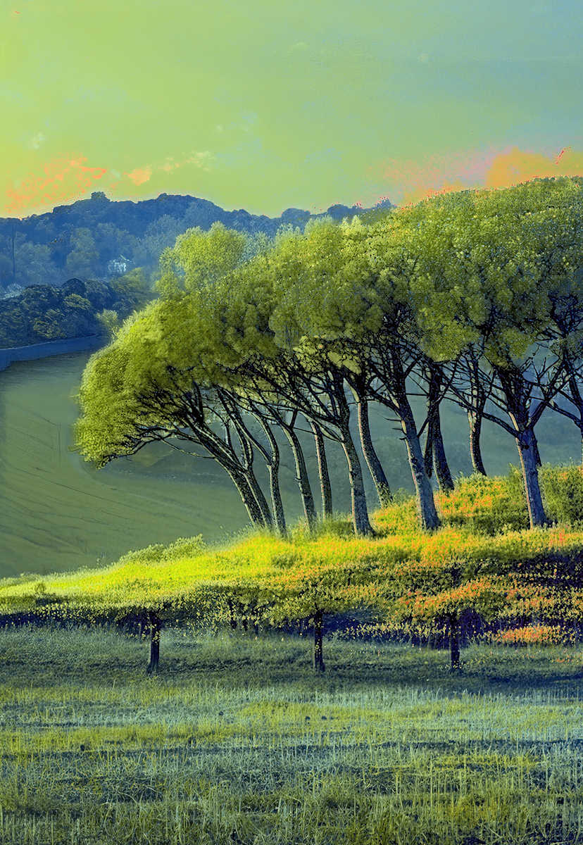 The Copse by Steve Avey, Image 1.