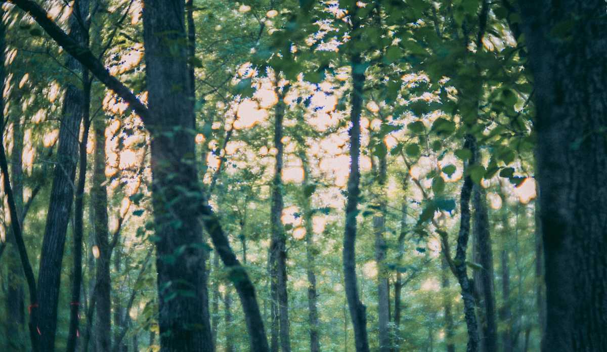 Arkansas Forest by Marjorie Parker, Image 1.