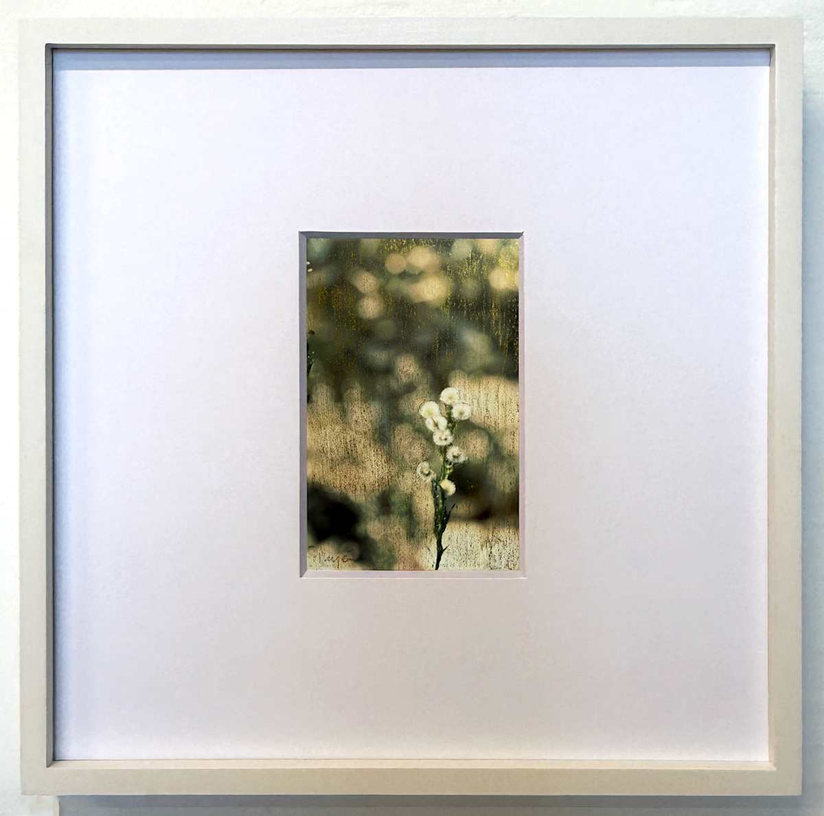 Herbario Intimo #11 by Luján Candria, Image 1.
