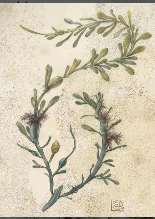 Seaweed dance by Shevaun Doherty, Image 1.