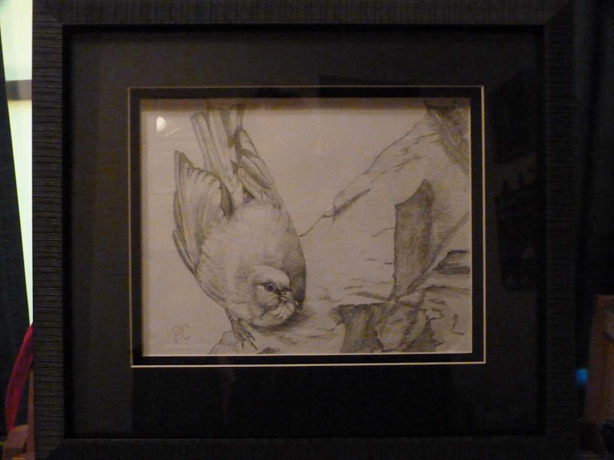 Mexican Jay FRAMED by patsy culver, Image 1.