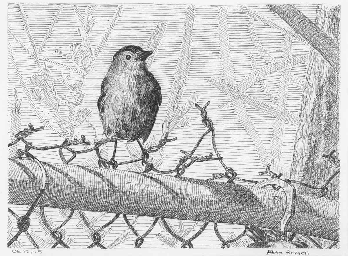 Catbird on a Fence by Abra Bergen, Image 7.