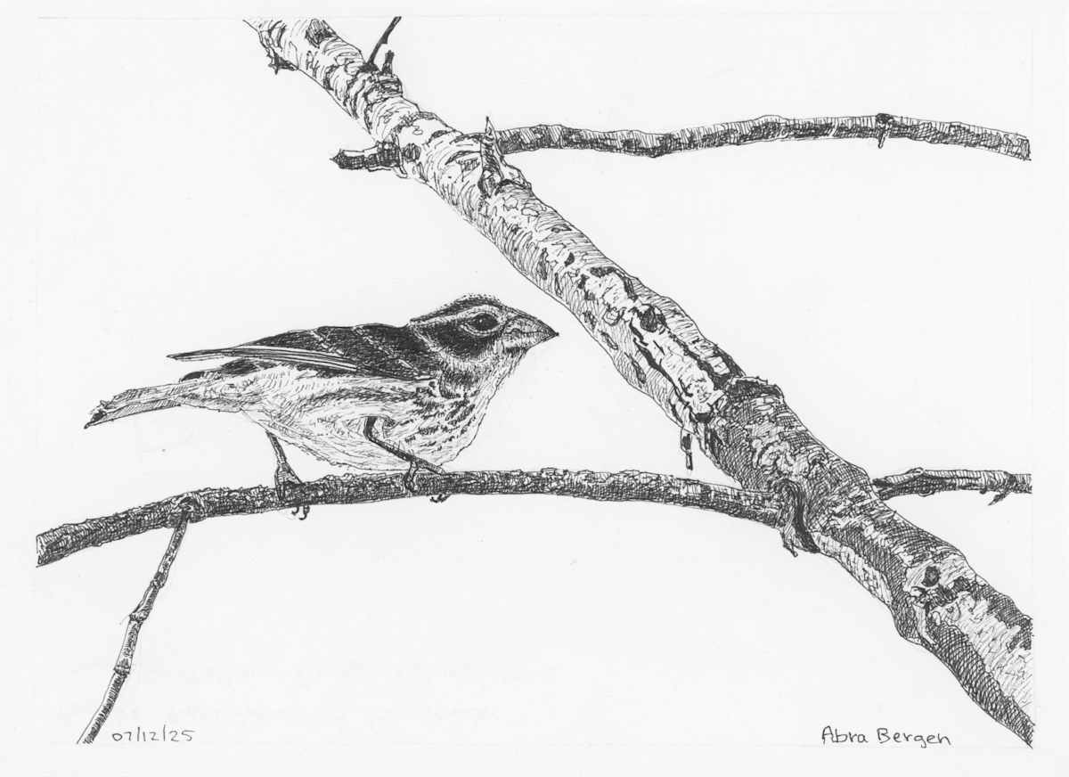 Lady Rose-Breasted Grosbeak by Abra Bergen, Image 5.