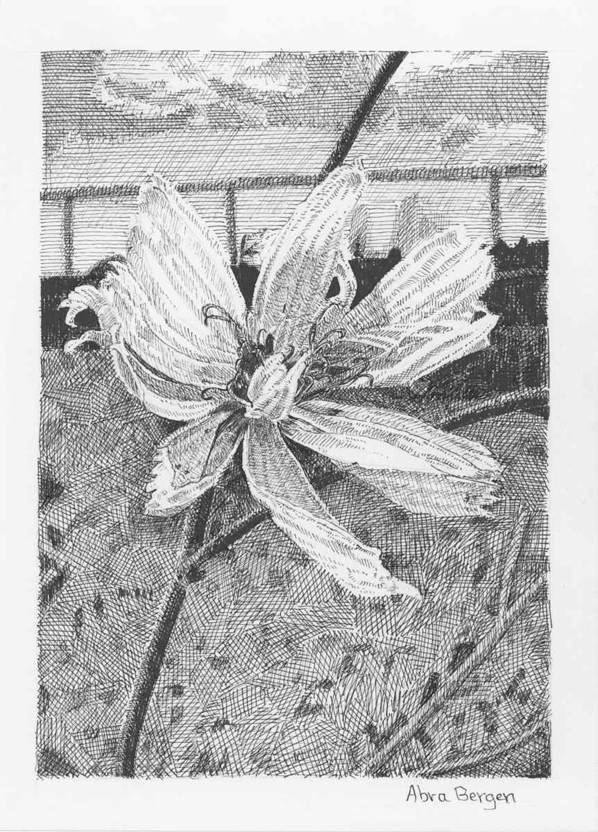 Late-Season Chicory Blowing in the Wind by Abra Bergen, Image 15.