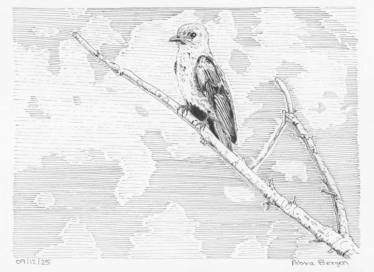 Northern Rough-Winged Swallow by Abra Bergen, Image 1.