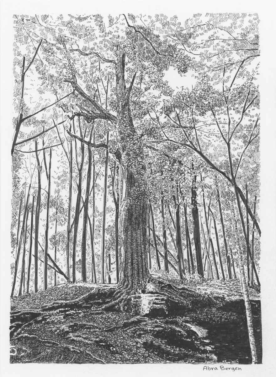 Old Maple at Headwaters Trail by Abra Bergen, Image 1.