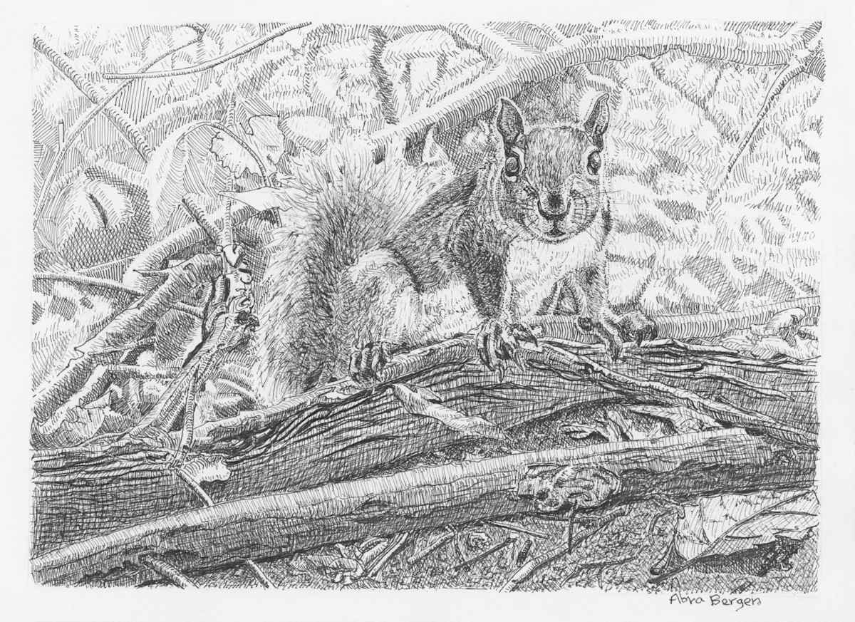 Squirrel on Alert by Abra Bergen, Image 14.