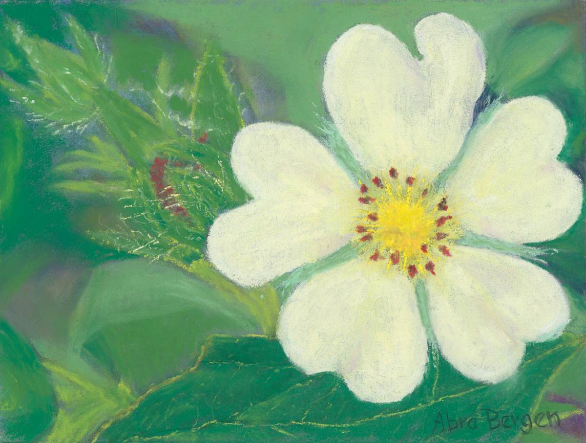 Sulphur Cinquefoil by Abra Bergen, Image 21.