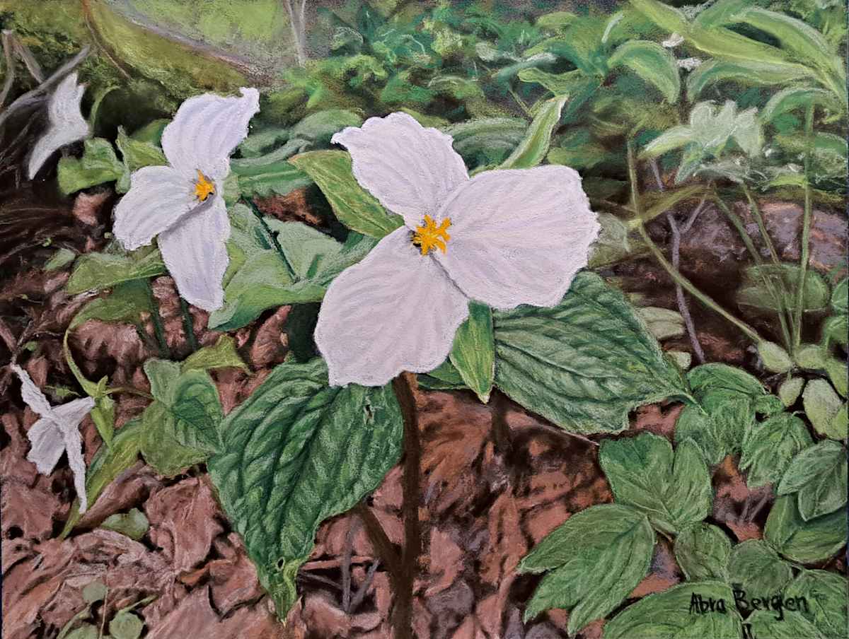 Trillium: Ontario's Provincial Flower by Abra Bergen, Image 26.