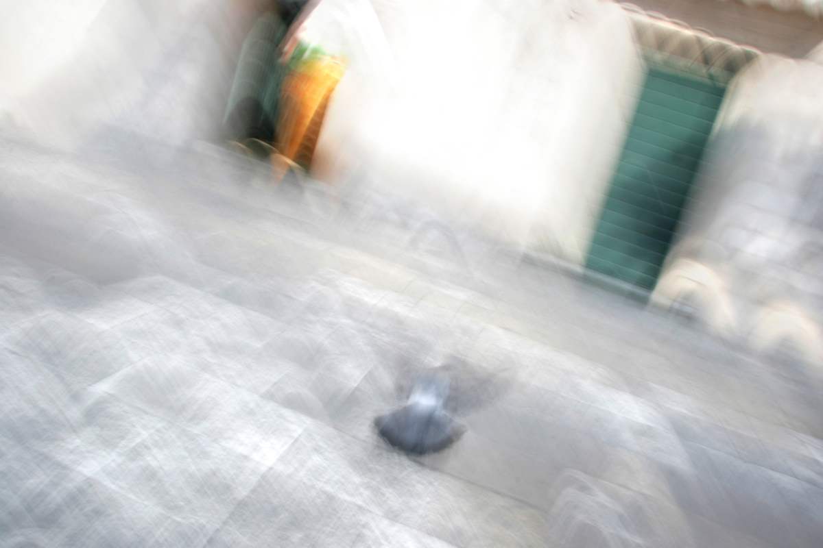 Flight by Sonja Wrethman Behrens, Image 1.