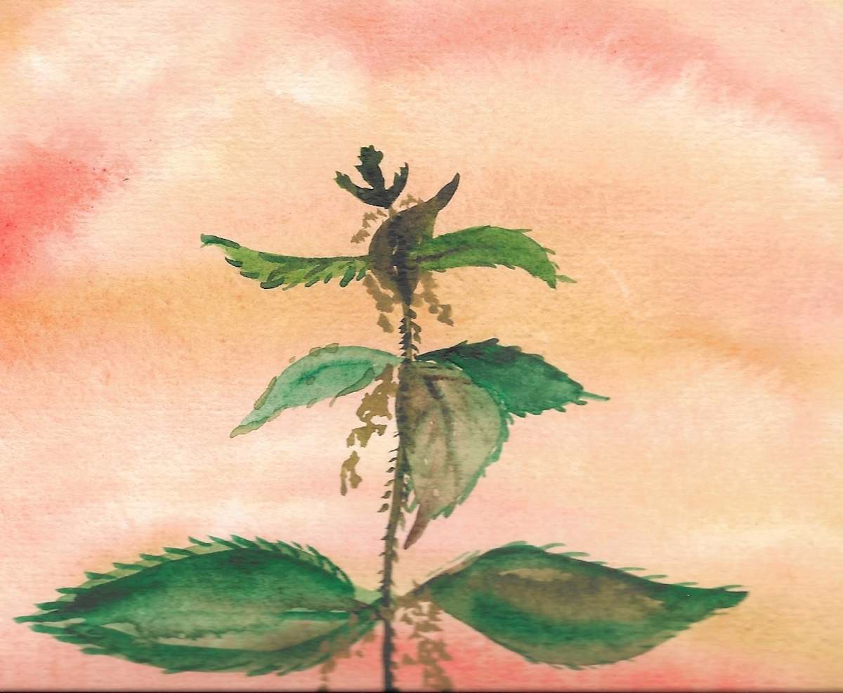 Stinging Nettle by Nomi Gallo, Image 1.