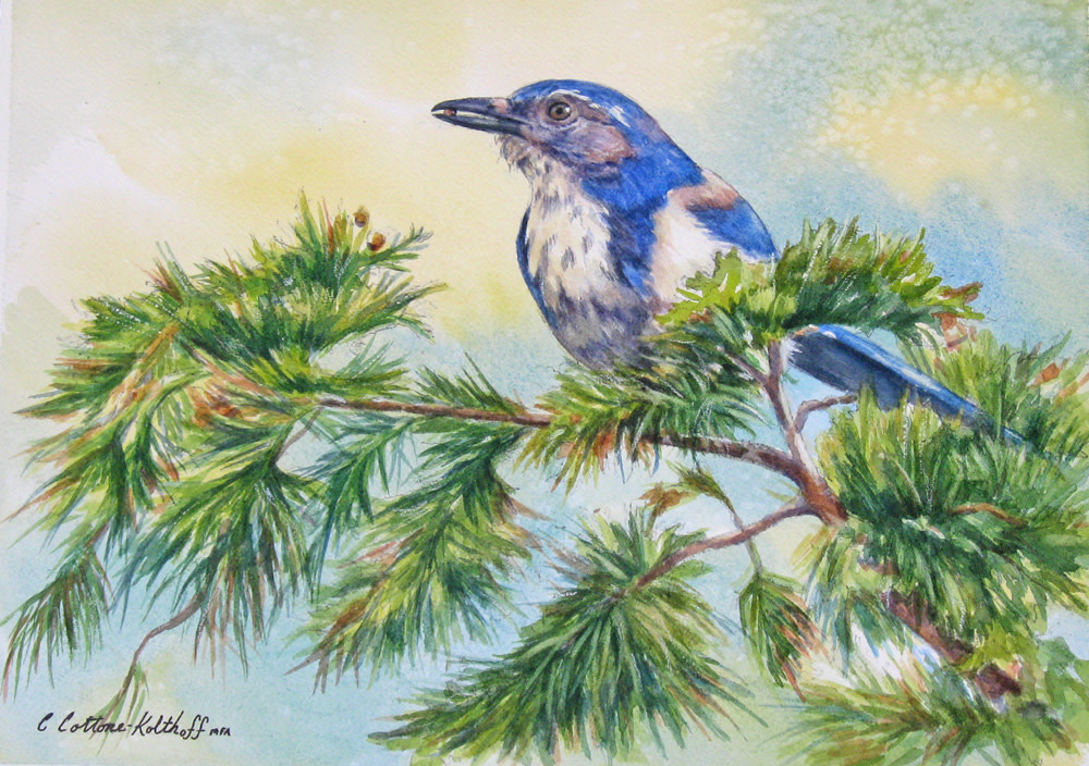 Scrub Jay (class demo) by Carol Cottone-Kolthoff 