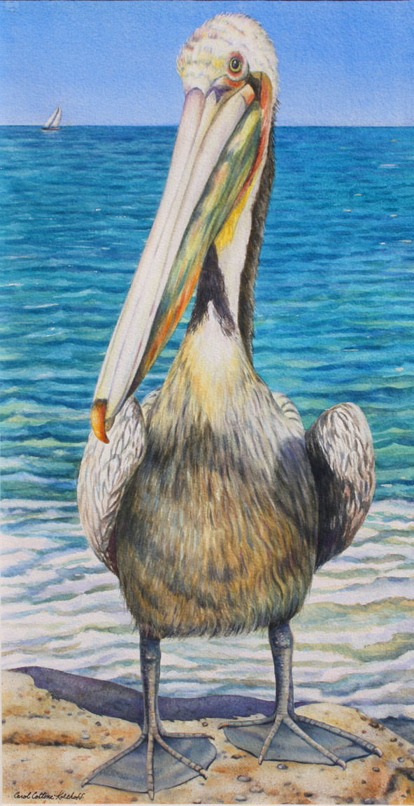 Pelican by Carol Cottone-Kolthoff 