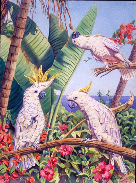 San Diego Cockatoos by Carol Cottone-Kolthoff 