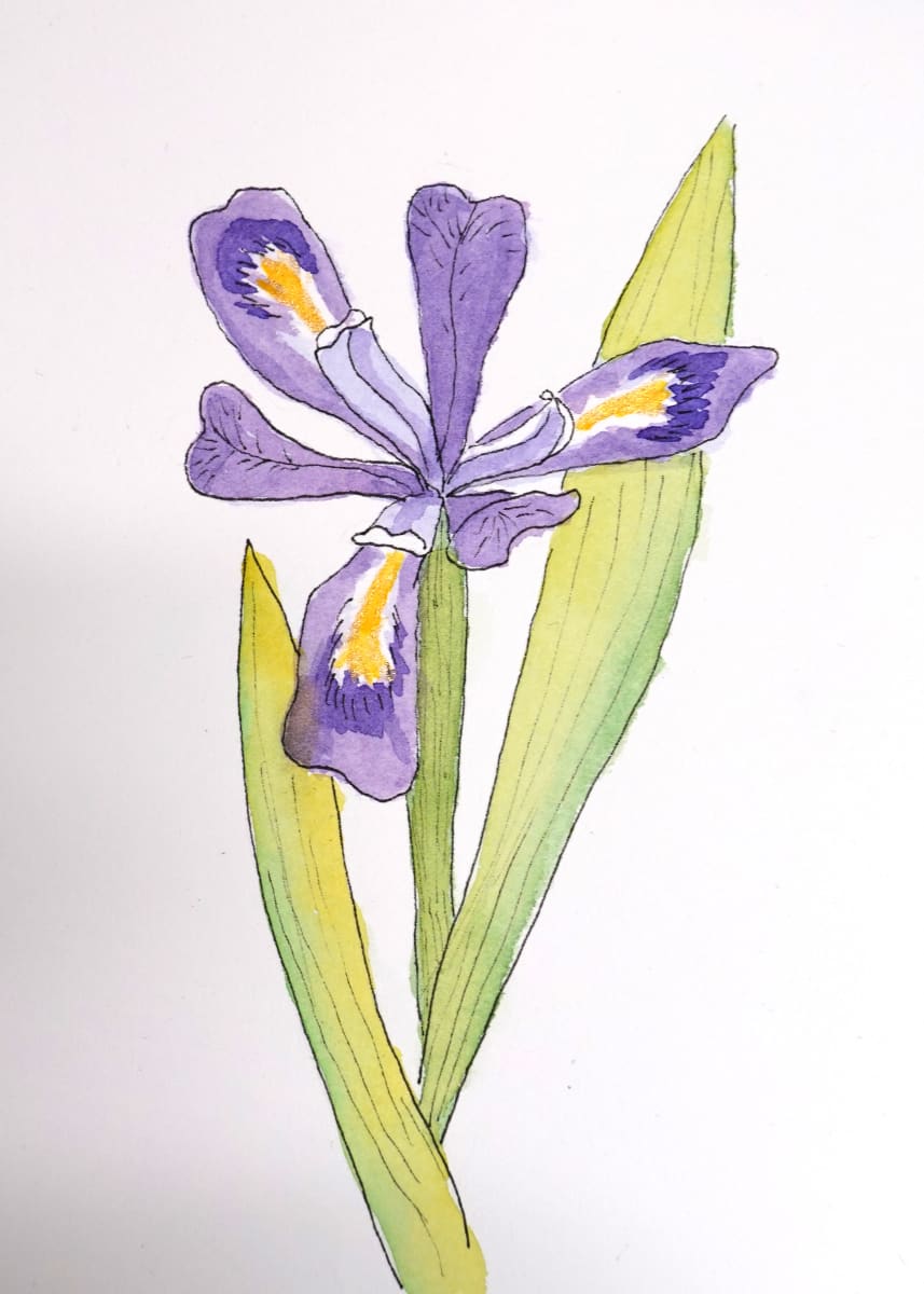 Dwarf Lake Iris #2 by Judy Kelly  Image: The dwarf lake iris was declared the state wildflower of Michigan in 1998. Native to the state, this endangered flower grows along the northern shorelines of Lakes Michigan and Huron.