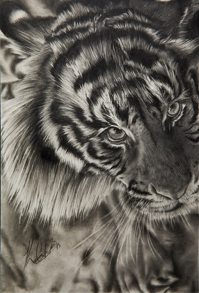 Eye of the Tiger by Karon Clerk 