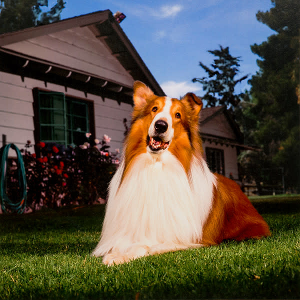 Lassie by Bonnie Schiffman 