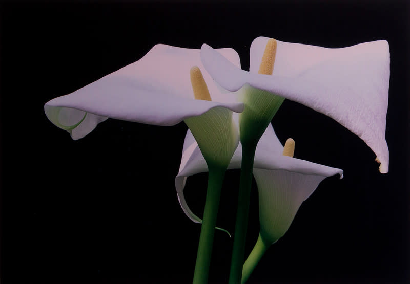 Calla Lillies, New York by Ernst Haas 