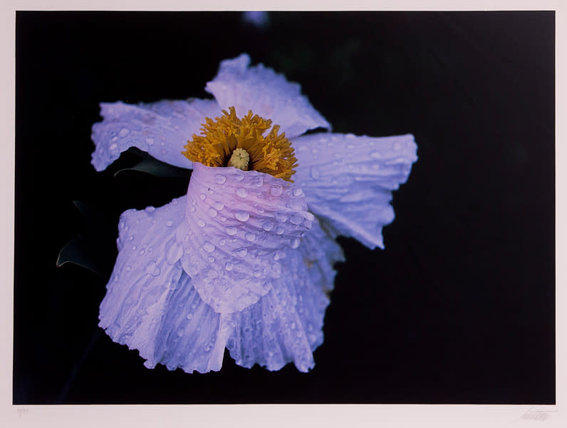 Cosmos, California by Ernst Haas 