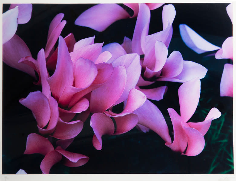 Cyclamen, Munich by Ernst Haas 