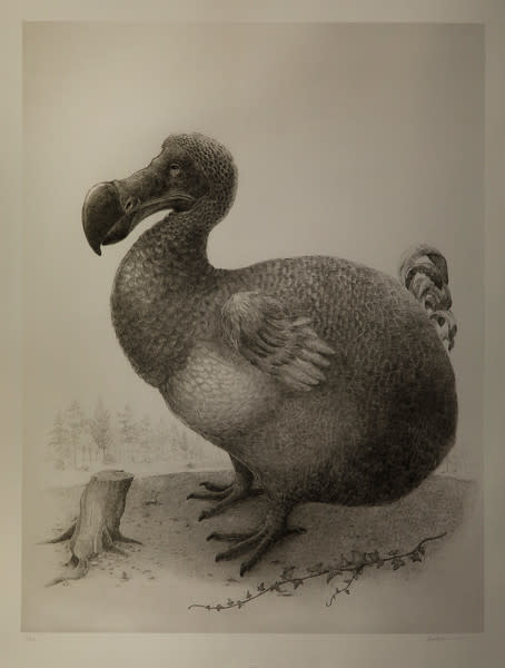 Dodo MMVII by David Beck 