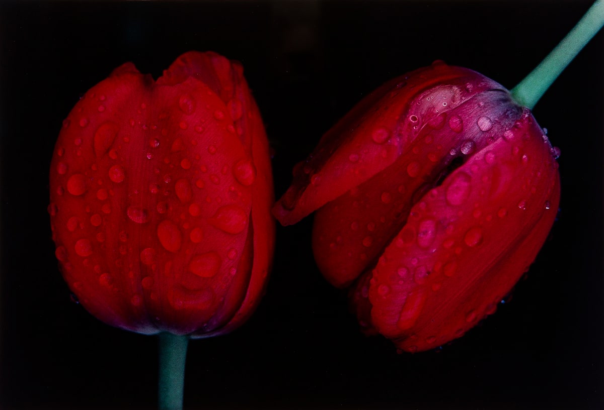 Tulips, Japan by Ernst Haas 