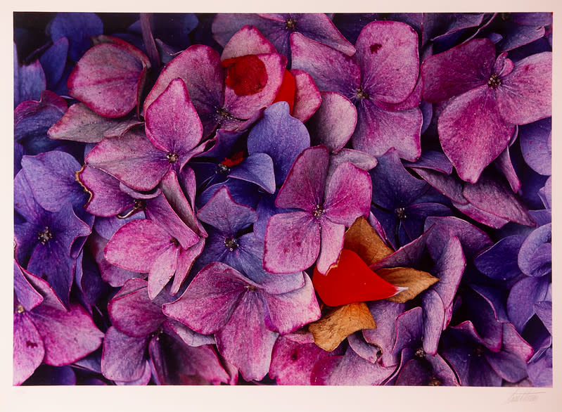 Hydrangeas, California by Ernst Haas 