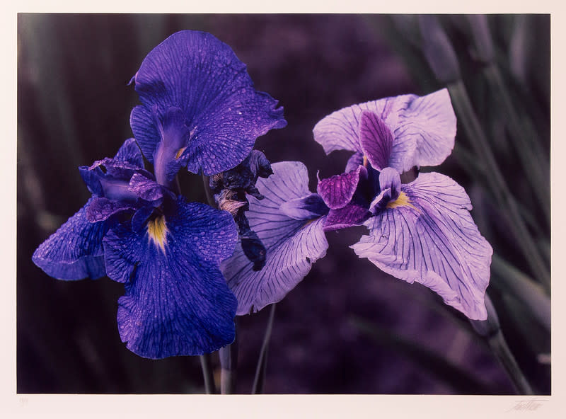 Irises, Japan by Ernst Haas 