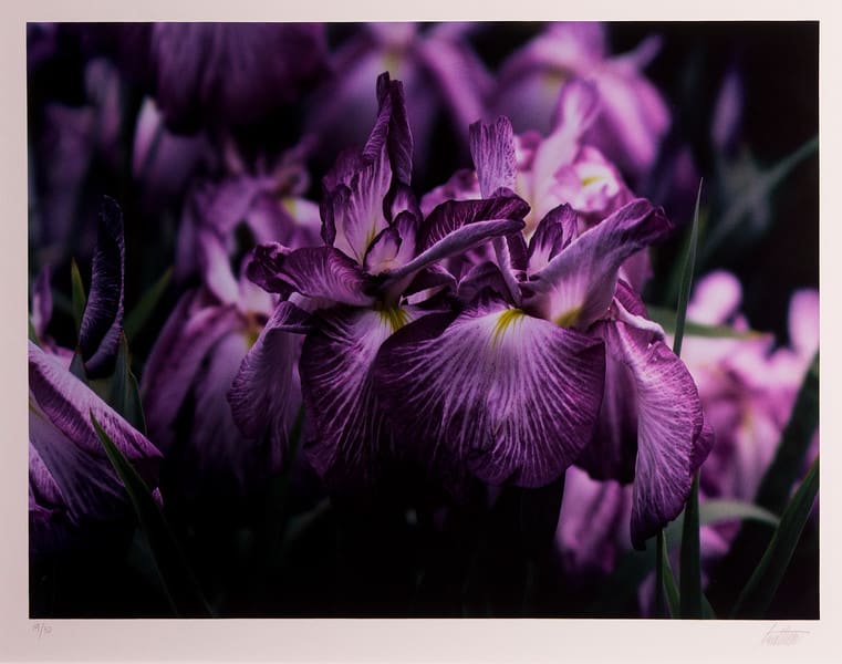 Irises, Japan by Ernst Haas 