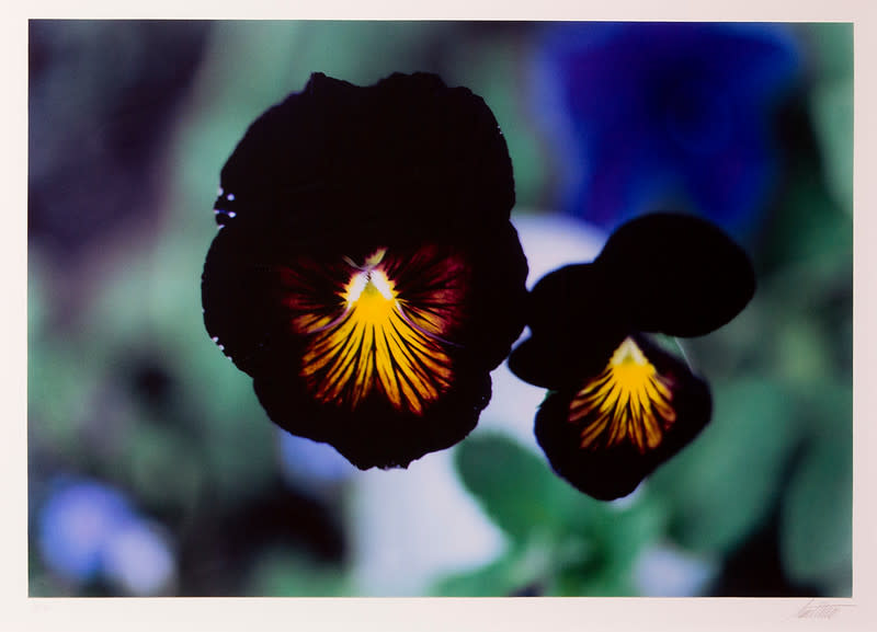 Pansies, Colorado by Ernst Haas 