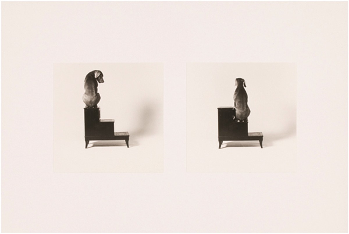 2nd and 3rd Steps by William Wegman 