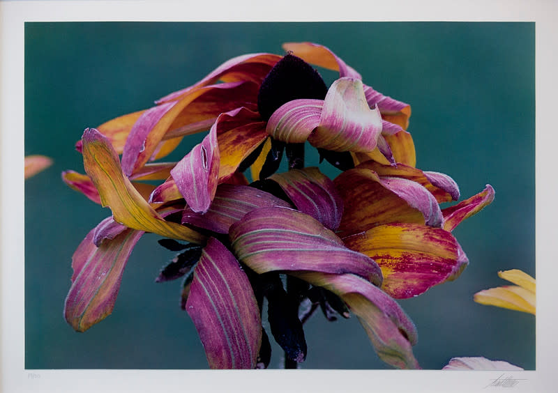 Black-eyed Susans, Connecticut by Ernst Haas 