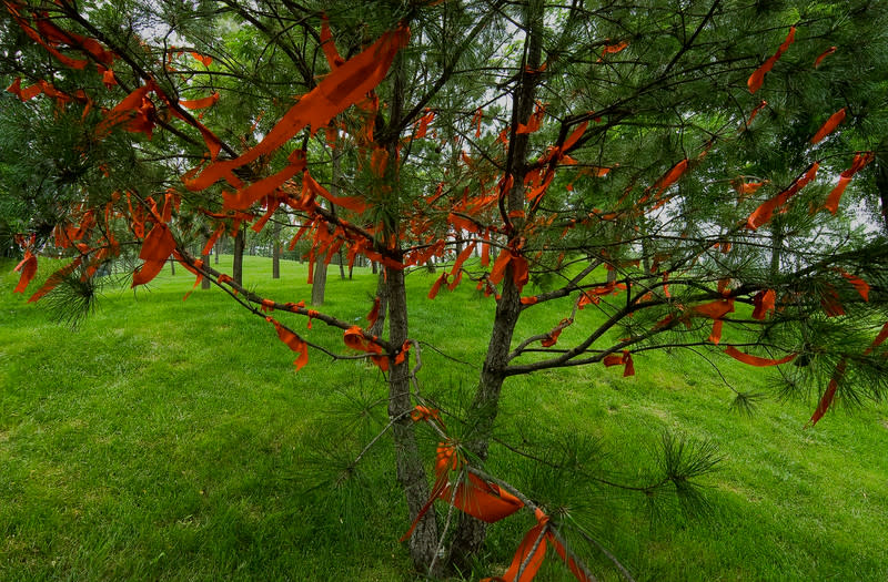 Tree with Prayer Flags, China by Barry Andersen 