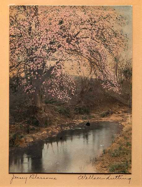 Jersey Blossoms by Wallace Nutting 