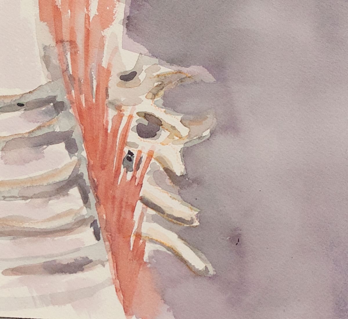 Portrait of Multifidus by Lesley A. Powell , Image 10.