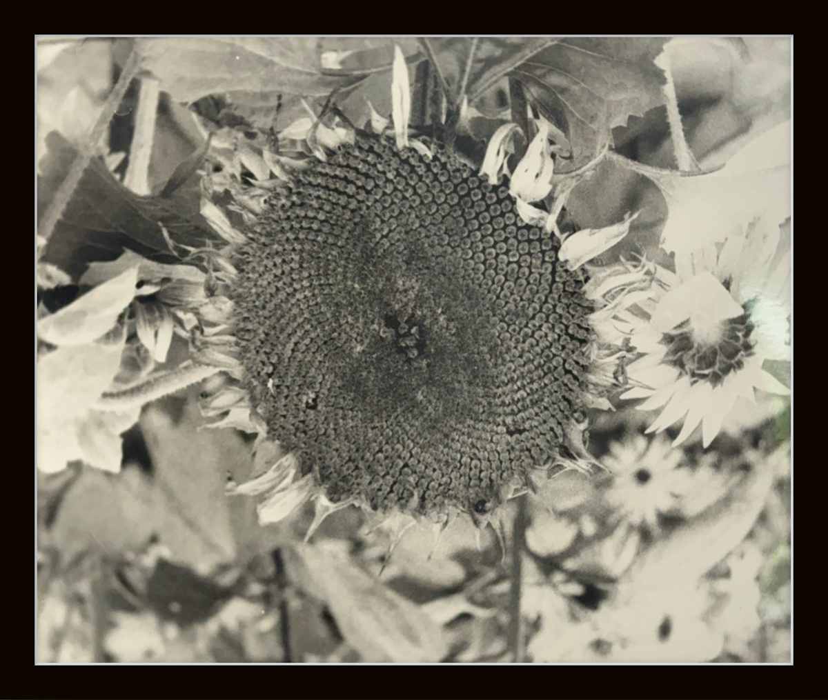 Photography #009 by Shama Shams, Image 1.