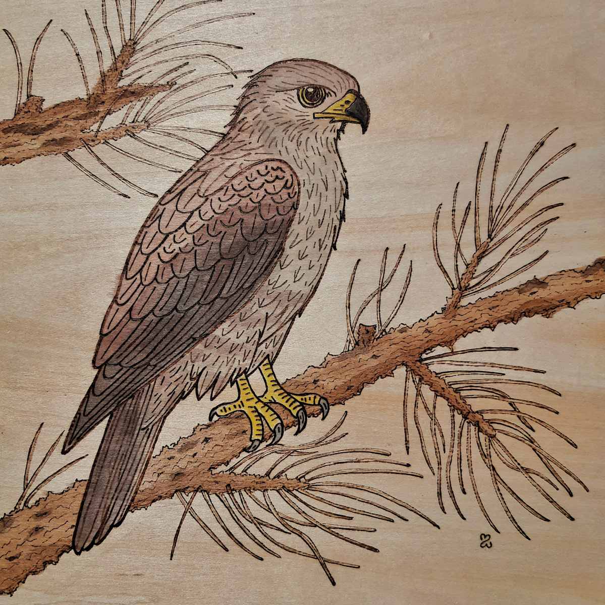 Ferruginous Hawk by Mara Wolf, Image 1.